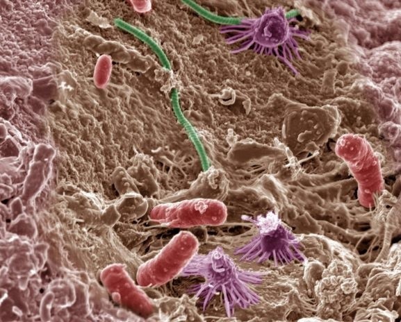 Провідні компанії світу працюють над використанням бактерій в агрогалузі фото, ілюстрація