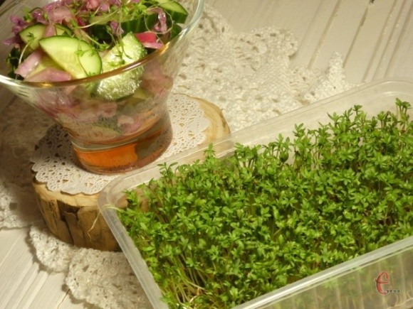 Нові фуд-тренди: як виростити мікрозелень у домашніх умовах? фото, ілюстрація