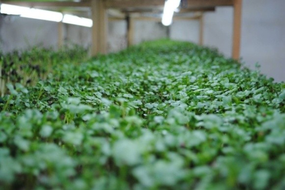  У Хмельницькому на вертикальній фермі вирощують органічну мікрозелень фото, ілюстрація
