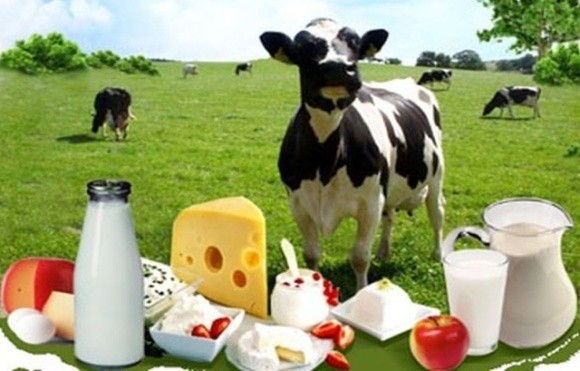 Молочна криза: Полтавщина, Донеччина та Київщина найактивніше вирізають корів фото, ілюстрація
