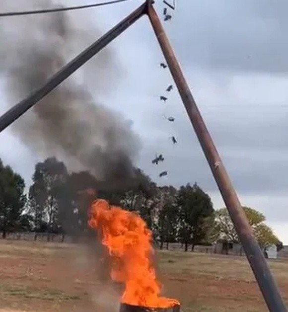  Фермер з Австралії показав, як він спалює сотні мишей, які знищують його урожай фото, ілюстрація