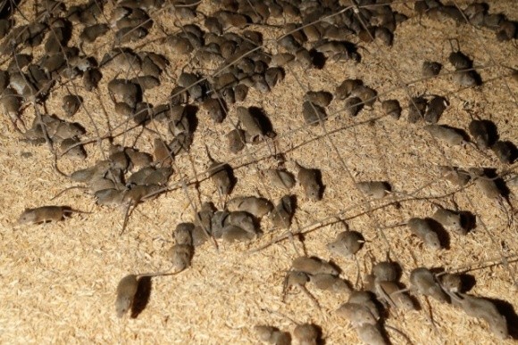 В Австралії відбувається масове нашестя мишей. Однак екологи хвилюються, що отрута проти них нашкодить природі фото, ілюстрація