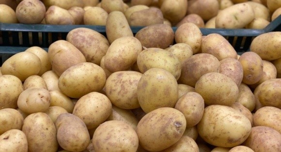 На ринок надійшла перша вітчизняна молода картопля фото, ілюстрація