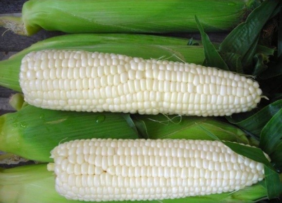 В Україні селекціонували новий сорт білої солодкої кукурудзи фото, ілюстрація