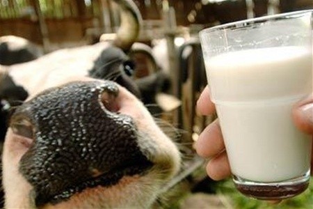У Європі зберігається тенденція зниження виробництва молока фото, ілюстрація