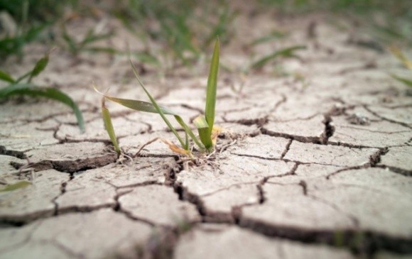 У Молдові 60% озимих посівів постраждали від посухи фото, ілюстрація
