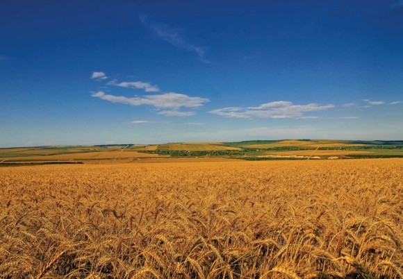 В Молдові очікують рекордних урожаїв пшениці й соняшнику фото, ілюстрація