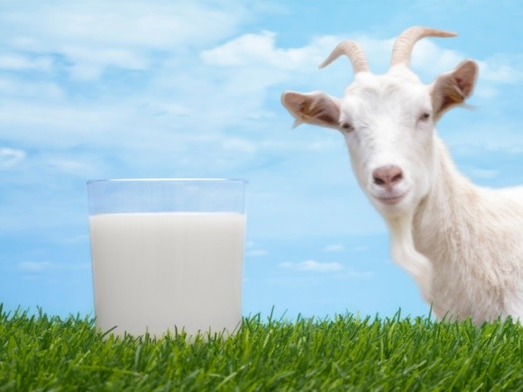 Корейці зацікавилися українським козячим молоком фото, ілюстрація