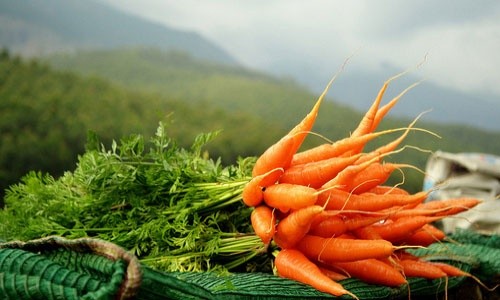 Європейський ринок моркви знаходиться у повному колапсі фото, ілюстрація