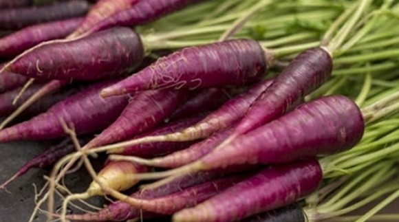 Перша морква була незвичного фіолетового кольору фото, ілюстрація