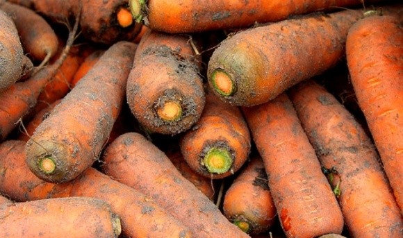  В Україні якісна морква продається в середньому у 2,2 рази дорожче, ніж рік тому фото, ілюстрація