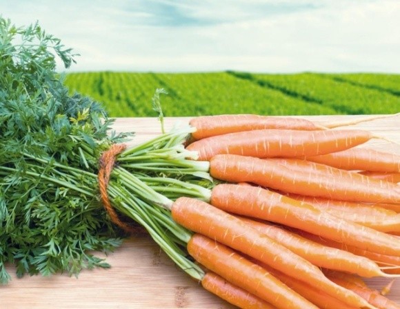 Херсонські аграрії, що посіяли моркву серед зими, очікують на врожай уже до кінця березня фото, ілюстрація