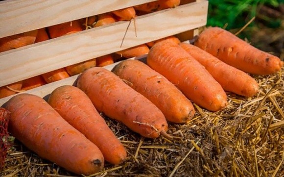 Морква дешевшає: виробники готові знижувати ціни й надалі фото, ілюстрація