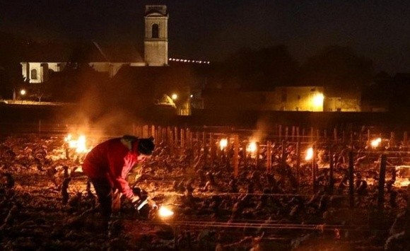 Заморозки спричинили катастрофу на виноградниках Франції і зашкодили садам фото, ілюстрація