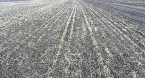 Морози знищили фермерські посіви на Херсонщині фото, ілюстрація