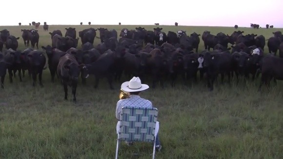 Пастух, який грає для своїх корів на трубі (ВІДЕО) фото, ілюстрація