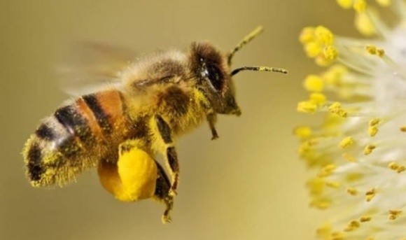 На Буковині відкривають музей бджільництва фото, ілюстрація