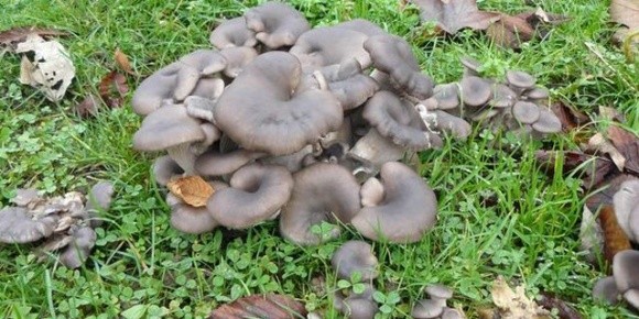 У Франції з грибів створюють альтернативу пестицидам  фото, ілюстрація