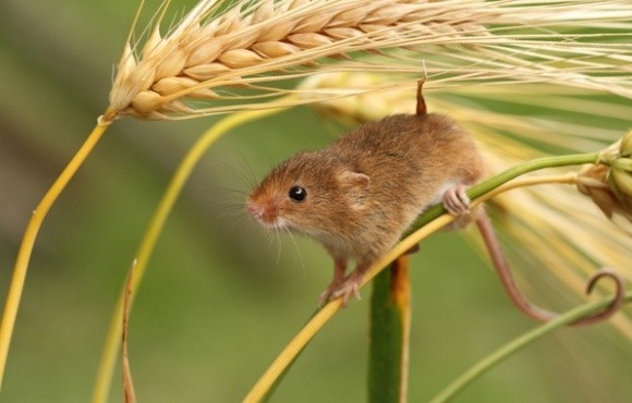 Майбутній врожай у деяких областях можуть знищити миші фото, ілюстрація