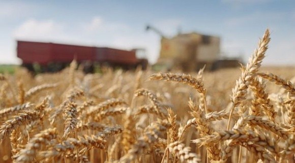 На Харківщині зберуть менше зернових та зернобобових, ніж торік, – ХОВА фото, ілюстрація