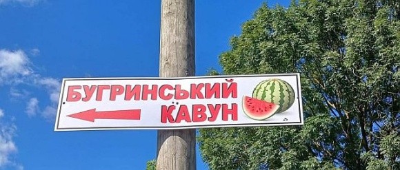 На Рівненщині можна купити кавуни на полі фото, ілюстрація