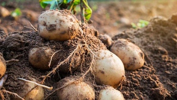 На росії дачникам заборонили продавати вирощену картоплю фото, ілюстрація