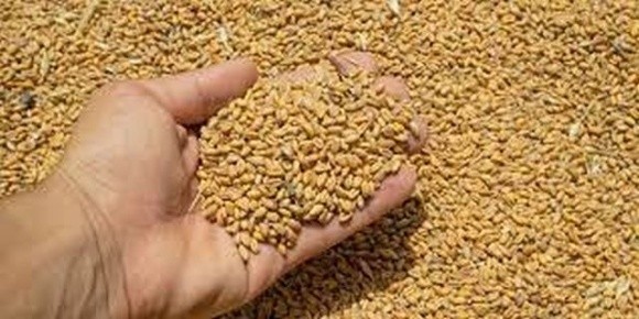 Надлишки українського зерна в ЄС викупить ООН фото, ілюстрація