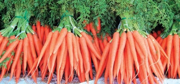 Україна вперше експортувала моркву в Саудівську Аравію фото, ілюстрація