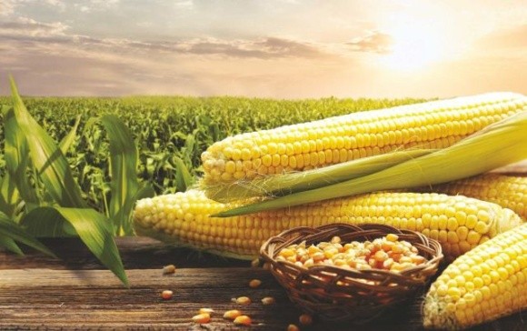 Україна увійшла до трійки лідерів у Європі за площею насінницьких посівів кукурудзи фото, ілюстрація