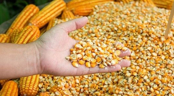 Українські аграрії отримають насіння кукурудзи на весняну посівну фото, ілюстрація