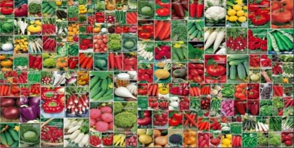 ФАО оголосила тендер на закупівлю насіння овочів фото, ілюстрація