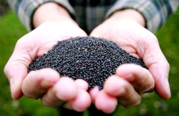 Аграрії Дніпропетровщини безкоштовно отримали насіння озимого ріпаку фото, ілюстрація