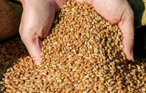 Фермери семи областей України отримають 30 тис. тонн насіння озимої пшениці фото, ілюстрація