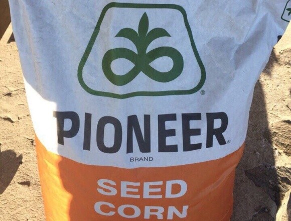 Продажі насіння соняшнику бренду Pioneer® зросли на 80% у другому кварталі 2021 р. фото, ілюстрація