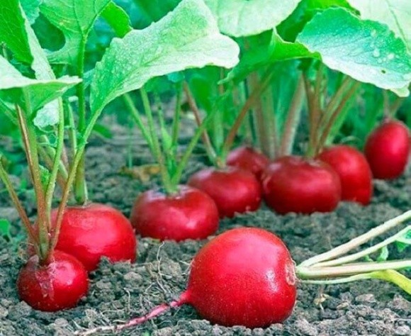 Фермери Львівщини зібрали гарний врожай овочів з безкоштовного насіння фото, ілюстрація