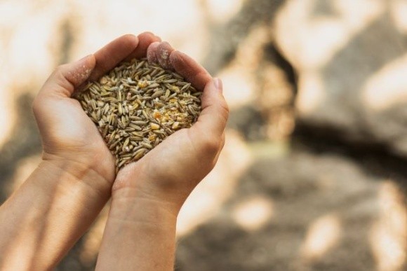 ФАО надасть фермерам по 2 тонни насіння для осінньої посівної фото, ілюстрація