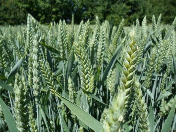 Селекціонери працюють над сортами пшениці із природними інгібіторами нітрифікації фото, ілюстрація