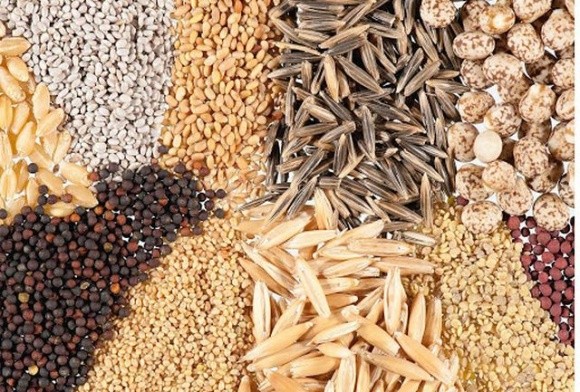 Уряд спростив процедуру сертифікації насіння для сільгоспвиробників фото, ілюстрація