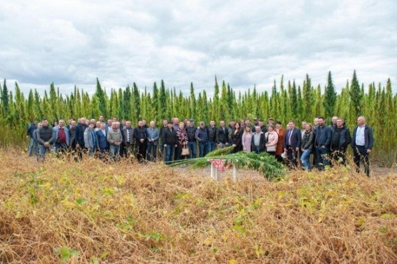 Науковці НААН презентували унікальний сорт технічних конопель «Софія» фото, ілюстрація