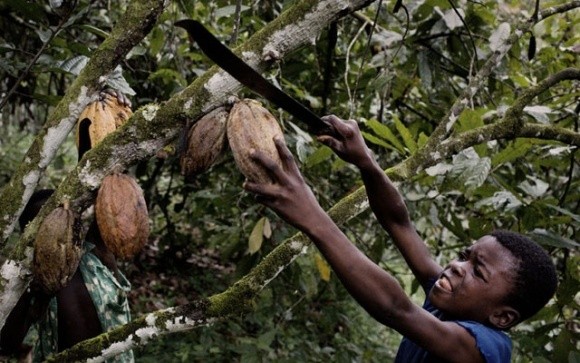 Nestle планує викорінити дитячу працю на какао-фермах  фото, ілюстрація