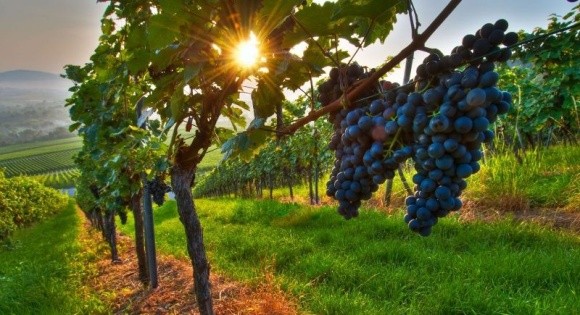 В Україні може з'явитися свято виноградарів, виноробів і садівників фото, ілюстрація