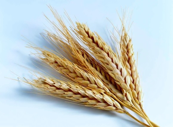 Поляки збираются бойкотувати  українську пшеницю фото, ілюстрація