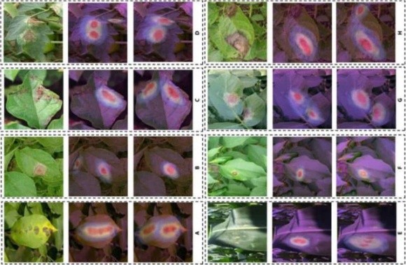 Науковці розробили нейронну мережу для визначення хвороб рослин фото, ілюстрація
