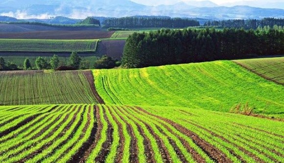 Мінекономіки поінформувало про стан впровадження ринку землі  фото, ілюстрація