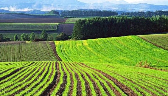 Озимими зерновими в Україні засіяно понад 40% площ фото, ілюстрація