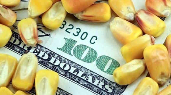 Низькі ціни на кукурудзу можуть призвести до зменшення її посівів фото, ілюстрація