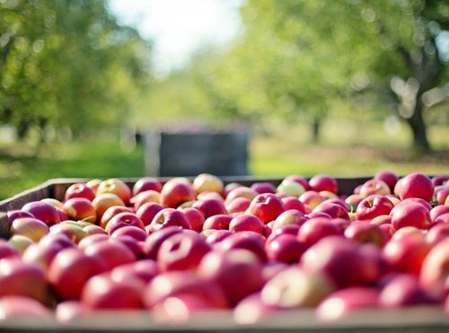 Недбалість аграрних чиновників призвела до блокування експорту українського яблука до Індонезії фото, ілюстрація