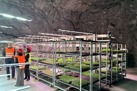 В Норвегії вже два роки вирощують зелень в печері фото, ілюстрація