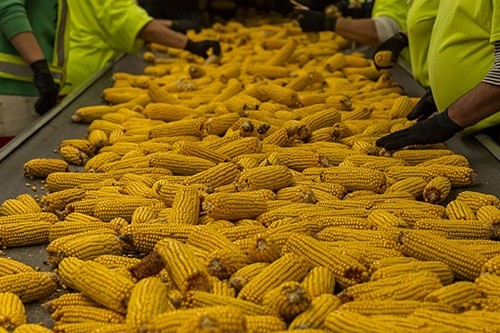 Україна стала постачальником-лідером кукурудзи до Великобританії фото, ілюстрація