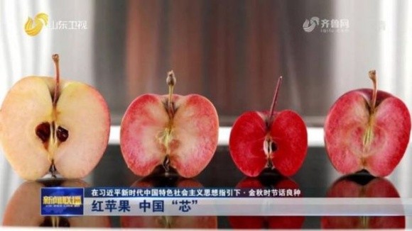 У Китаї створили нові сорти яблук з високим вмістом флавоноїдів фото, ілюстрація